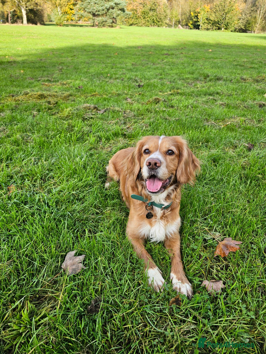 Cocker Spaniel dogs for sale: Beautiful cocker spaniel puppies - Advert 11