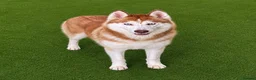 Siberian Husky dogs for sale: (Cheo) stunning adult female chocolate husky  - Advert 5