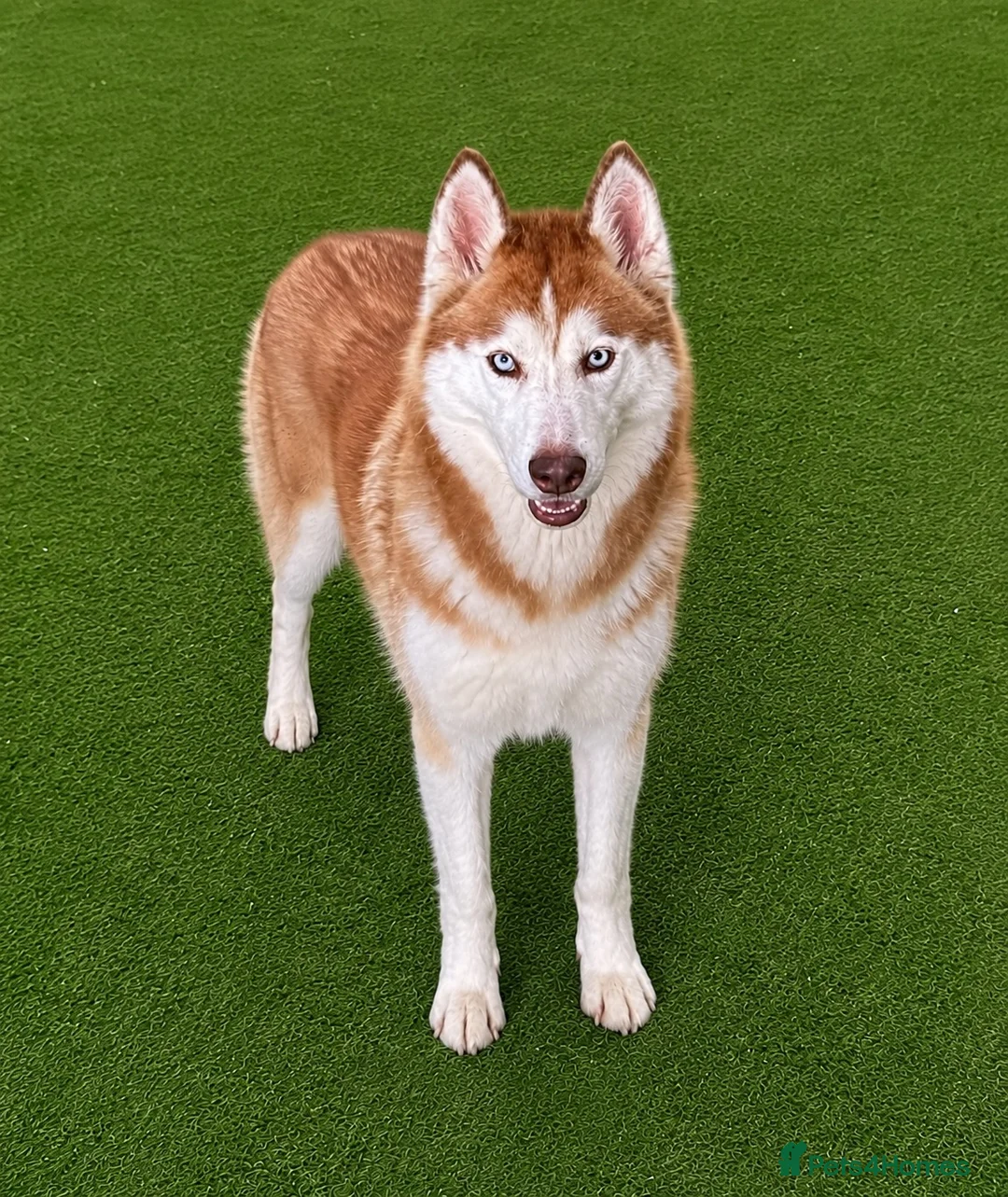 Siberian Husky dogs for sale: (Cheo) stunning adult female chocolate husky  - Advert 5