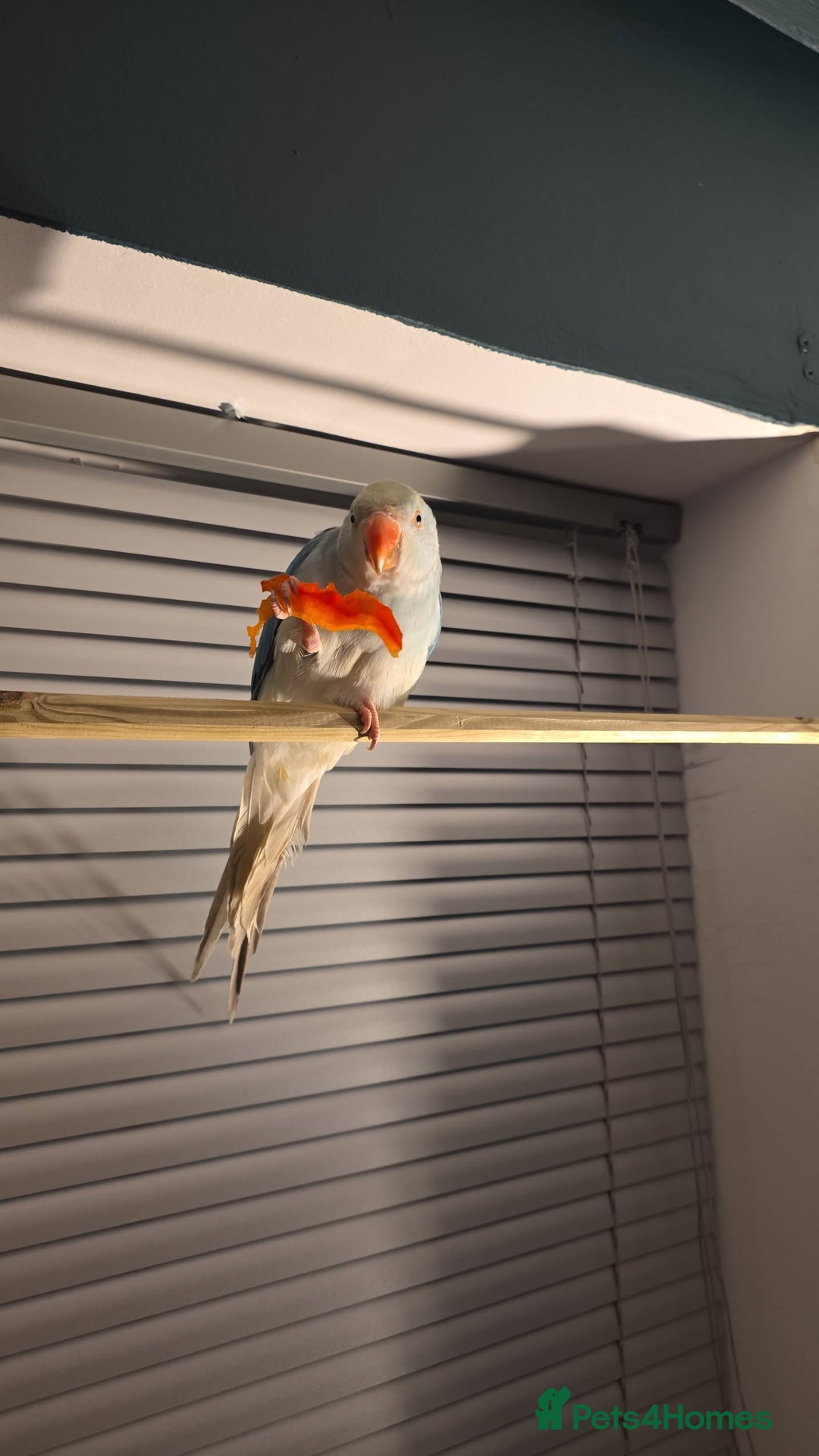 Ringnecks birds for sale: Blue Ringkneck  - Advert 3