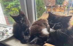 Maine Coon cats for sale: MAIN COON X - Image 2
