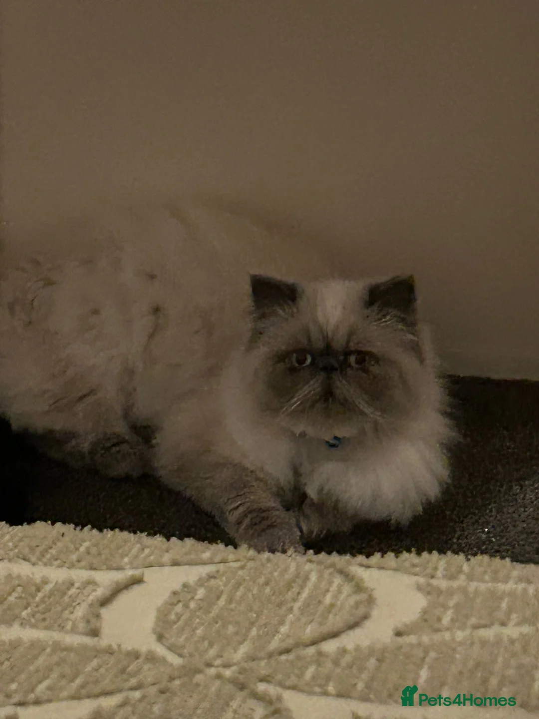 Persian cats for stud: Stunning PERSIAN for STUD in Saint Leonards-on-sea - Advert 2