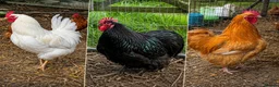 Chickens poultry for sale: XL Brahma Cross Roosters – Large Ornamental Boys - Advert 1