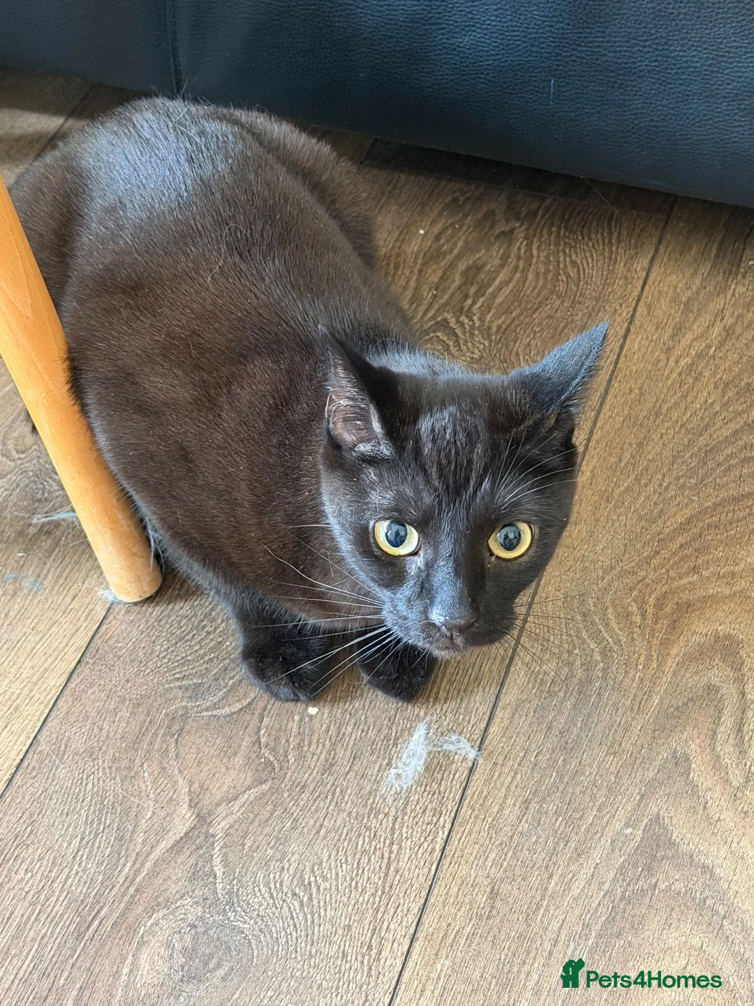 Domestic Shorthair cats for sale: URGENT | 0£ Giving up one of my cats for adoption in London - Advert 1