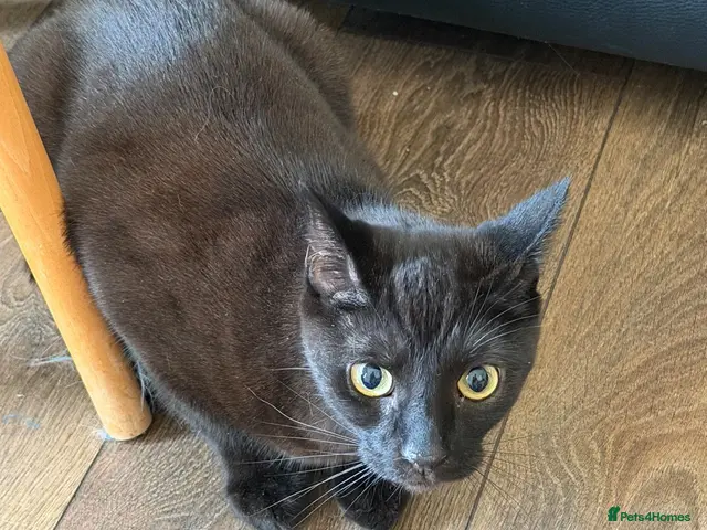 Domestic Shorthair cats for sale: URGENT | 0£ Giving up one of my cats for adoption - Advert 6