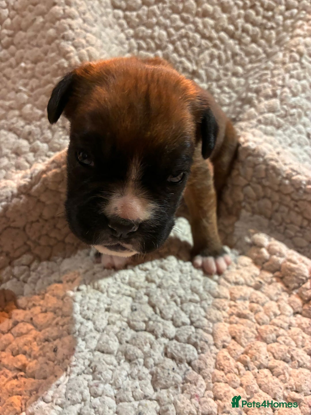 Boxer dogs for sale: Kc ref boxers bobtail pups available  - Advert 10