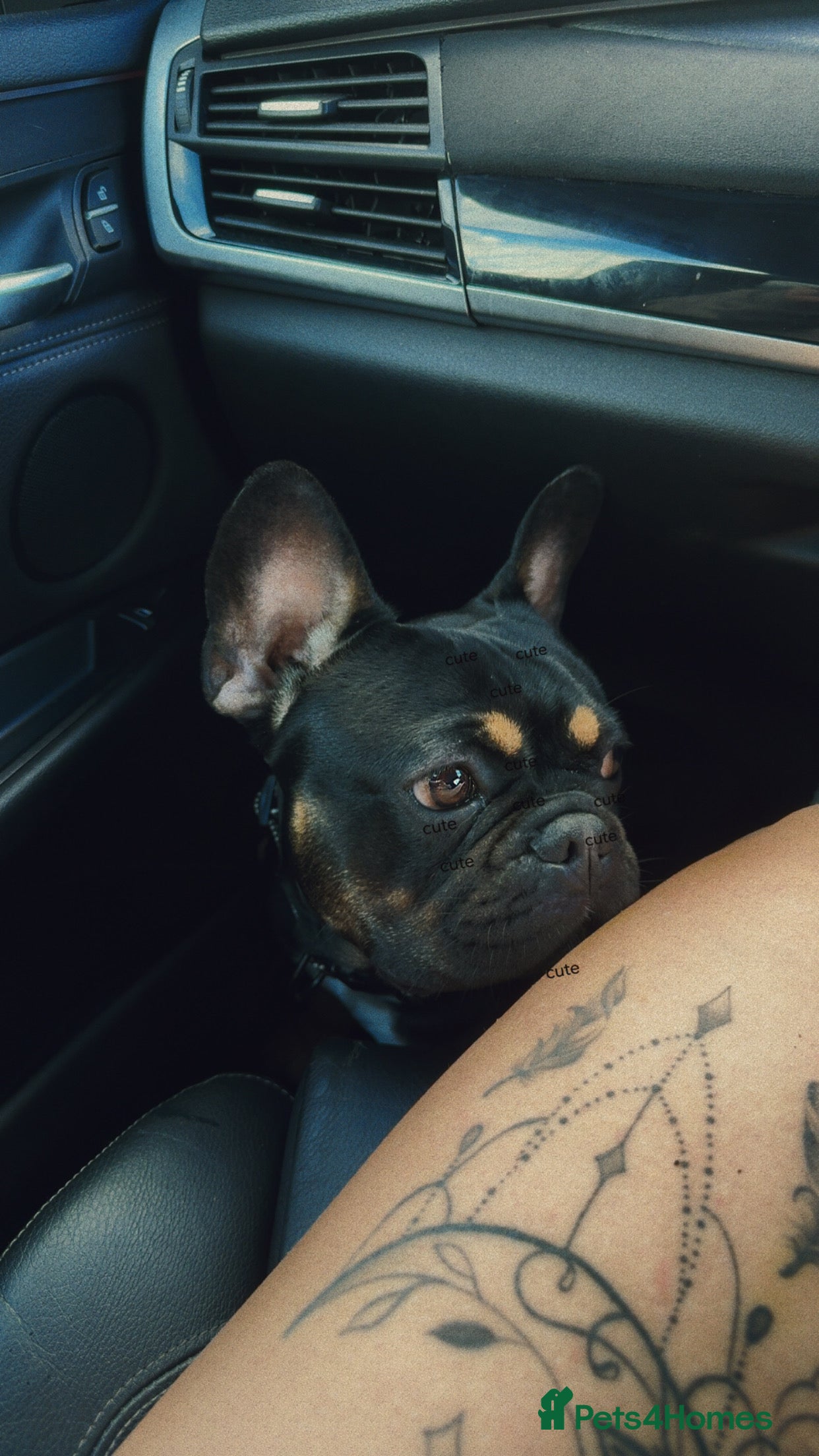 French Bulldog dogs French Bulldog - Advert 2