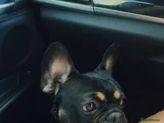 French Bulldog dogs French Bulldog - Advert 2