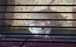 Rat rodents for sale: Rat available - Image 3