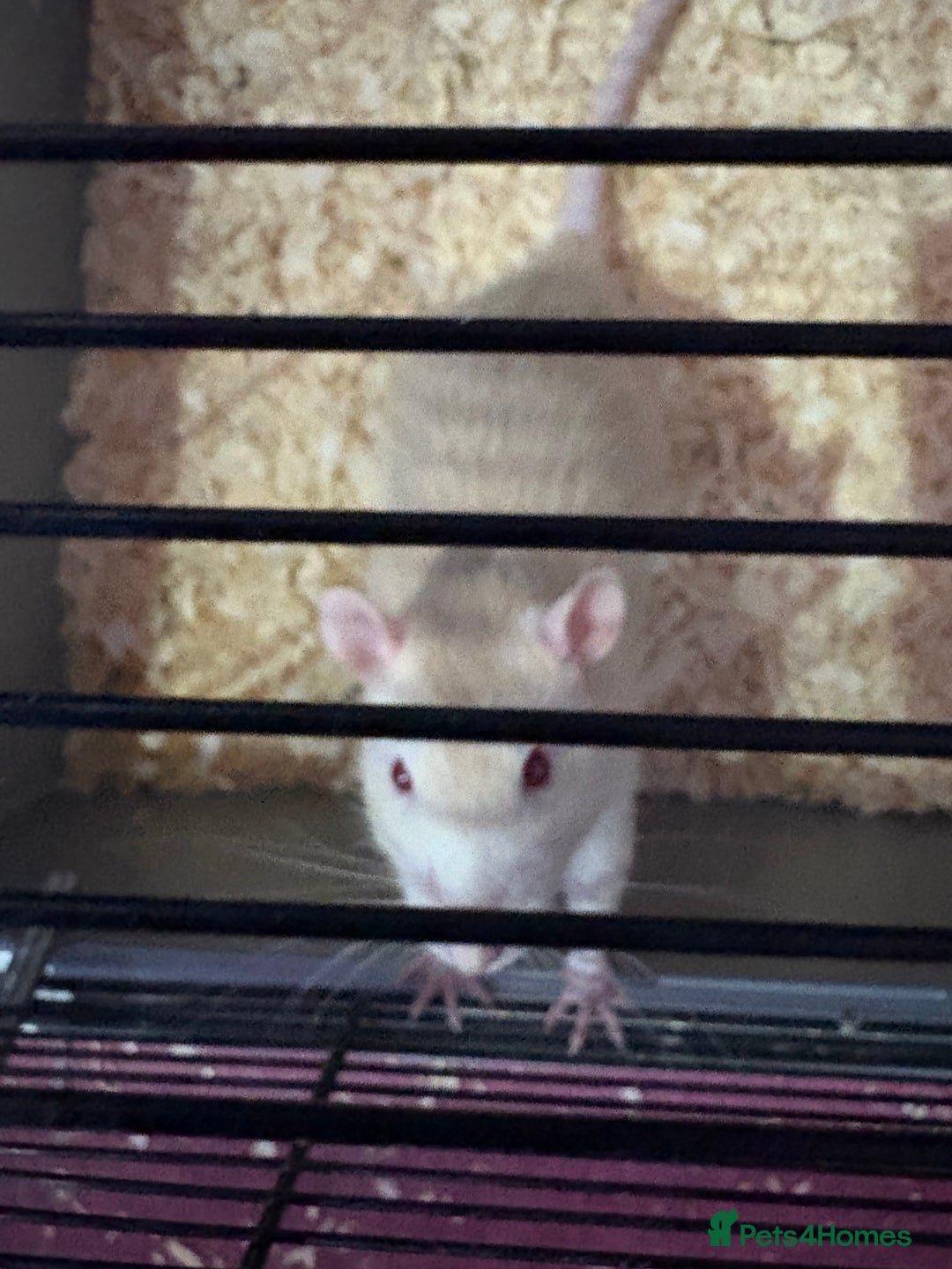 Rat rodents for sale: Rat available - Image 3