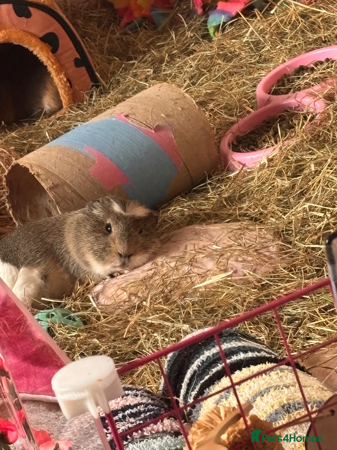 Guinea Pig rodents for sale: rehoming male guinepig in Newbury - Advert 4