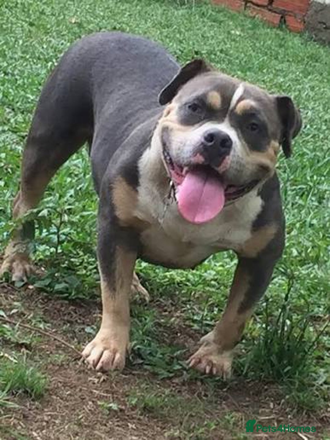 American Bulldog dogs for sale: Pocket bully’s  - Advert 20