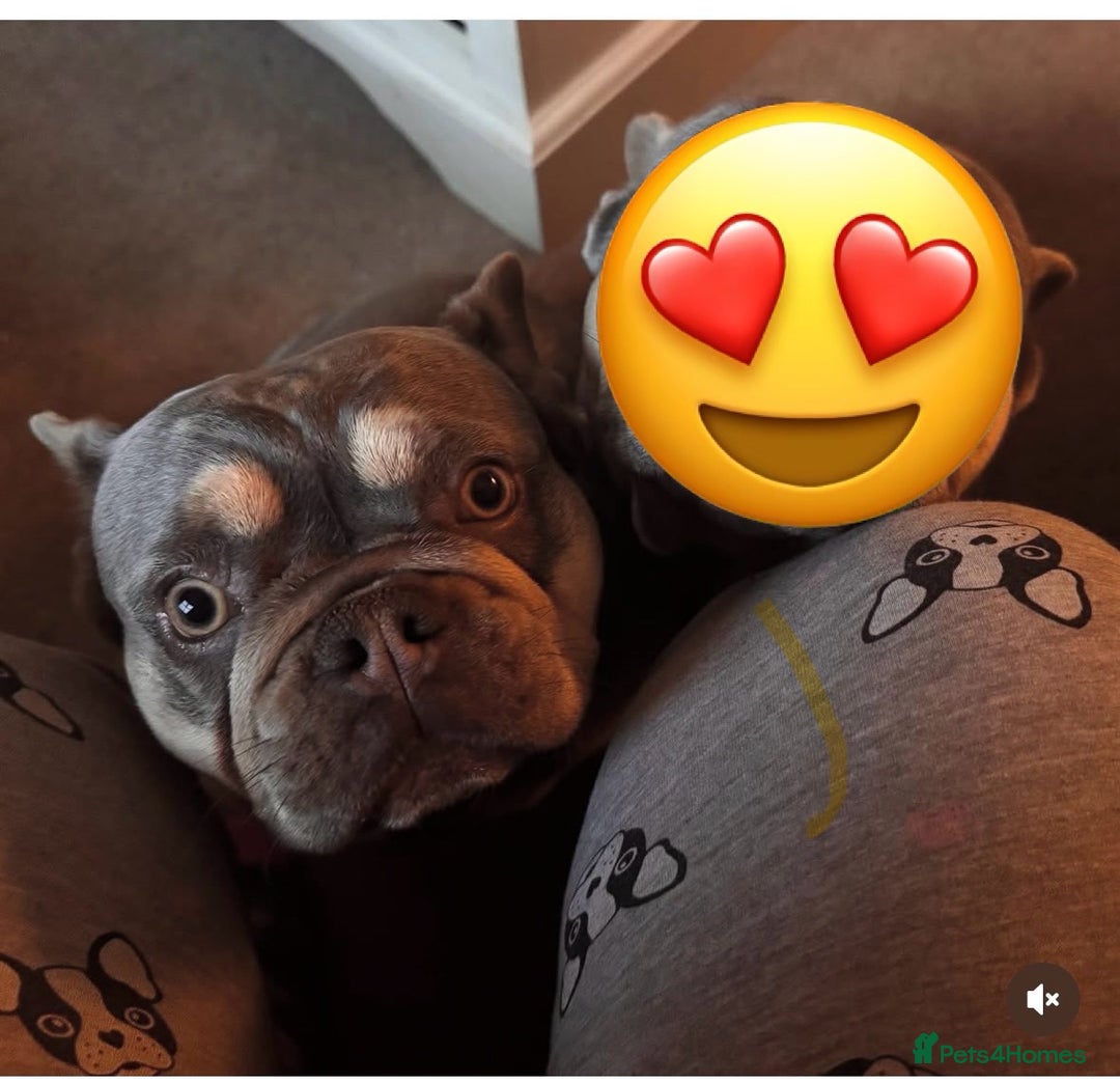 French Bulldog dogs for sale: Frenchie Girl Lilac & Tan KC - Image 6