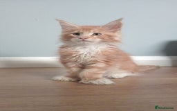 Maine Coon cats for sale: 4 boys for sale - Image 6