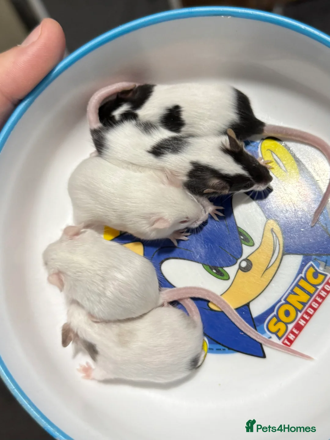 Mouse rodents for sale: Ethically Bred Mouse Pups in Oxfordshire  - Advert 2