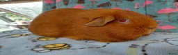 Guinea Pig rodents for sale: Young Adult Teddy Sow/Retired Young Adults  - Advert 13
