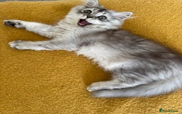 Scottish Fold cats for sale: Adorable Pure Scottish Fold Chinchilla Kittens in South Ockendon - Image 29