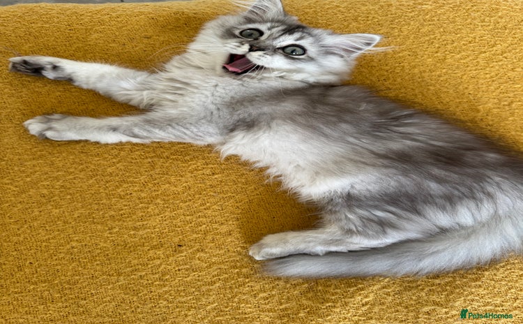 Scottish Fold cats in South Ockendon - Advert 14