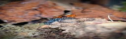 Frog reptiles for sale: Breeding pair - Ranitomeya reticulata "red face"  in Stafford - Advert 4