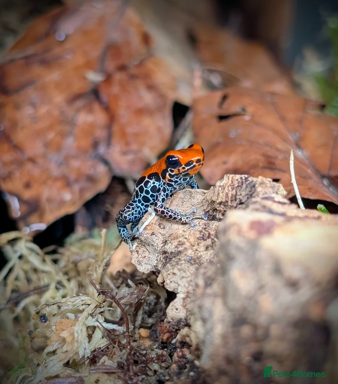 Frog reptiles for sale: Breeding pair - Ranitomeya reticulata "red face"  in Stafford - Advert 4