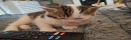 Mixed Breed cats for sale: 2 male kittens 1 female kitten - Advert 9