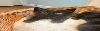 Birman 3