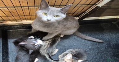 Mixed Breed cats - Advert 8