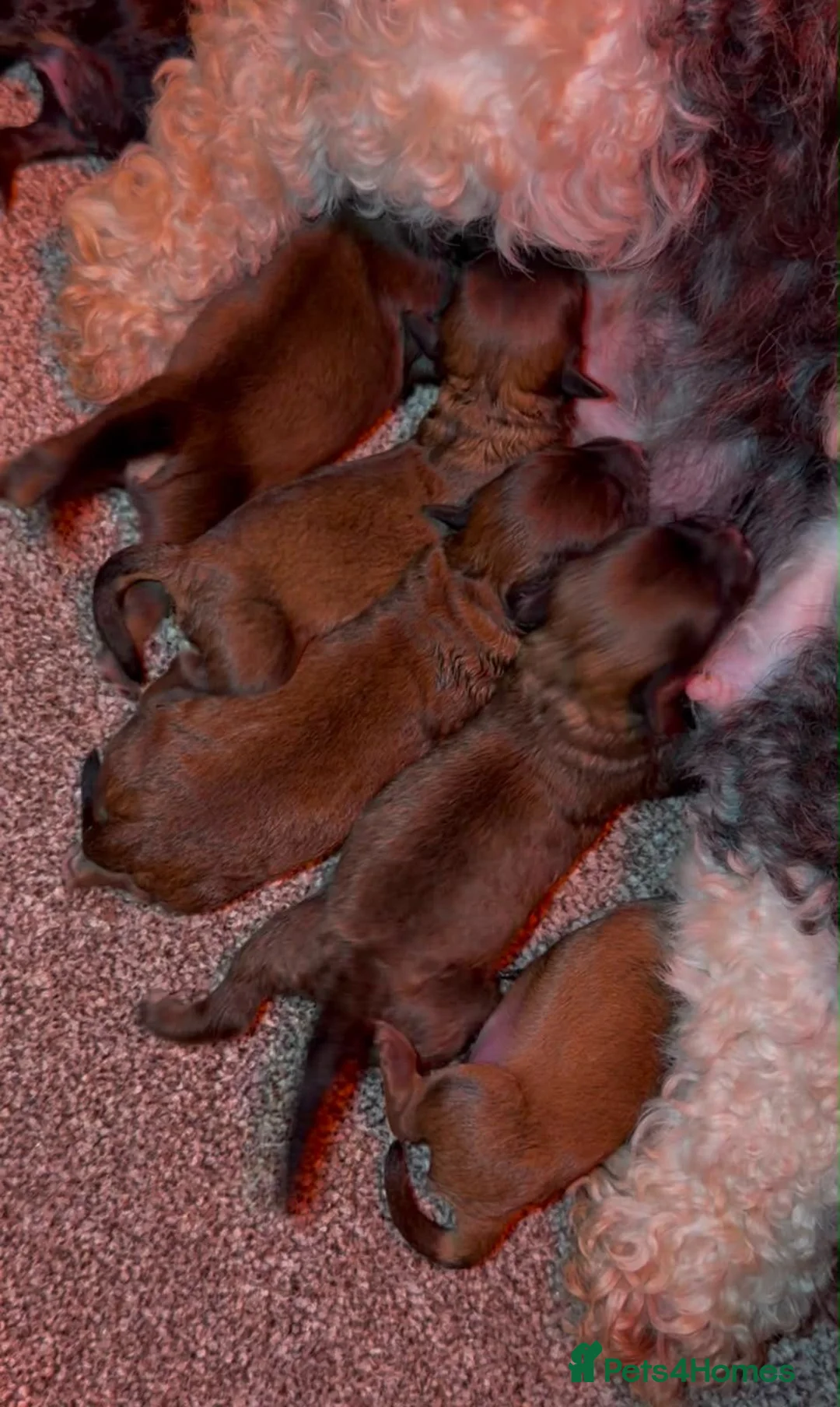 Shihpoo dogs for sale: Stunning Shihpoo Puppies Ready Now - Advert 16