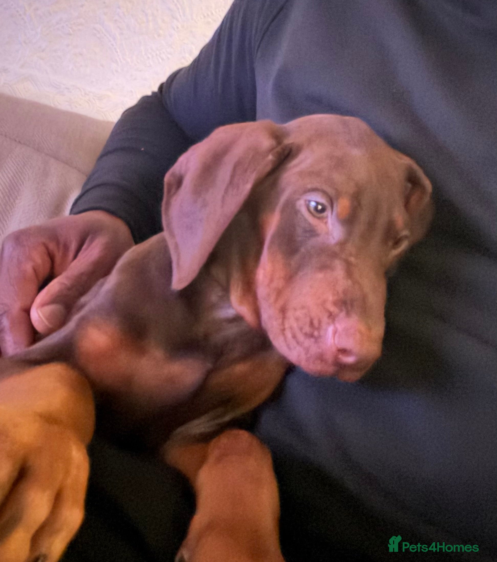 Dobermann dogs Male Doberman Pupppy for Sale - Advert 5
