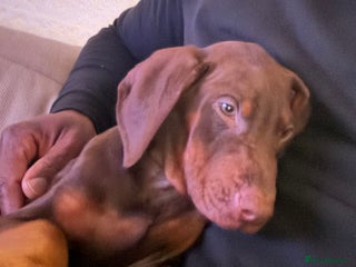 Dobermann dogs Male Doberman Pupppy for Sale - Advert 1