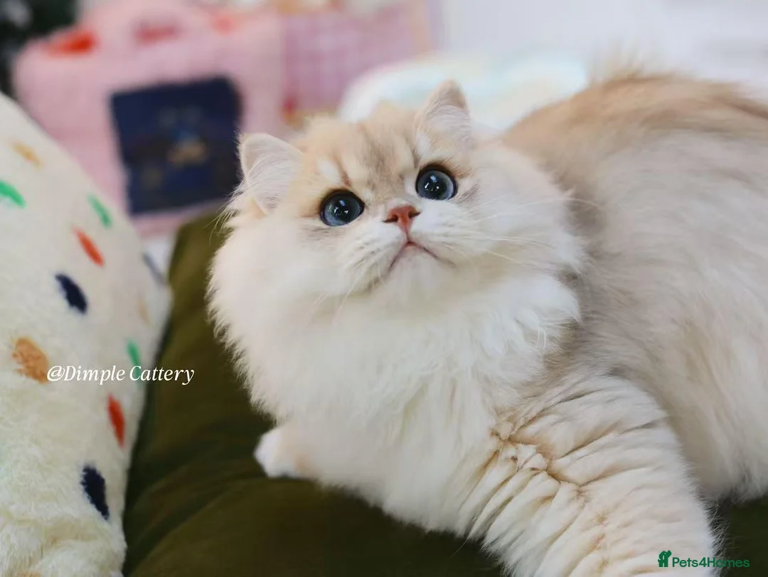 British Longhair cats for sale: stunning ay12 British Longhair – Sweet & Loving - Advert 5