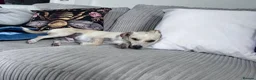 Mixed Breed dogs for adoption: Meet Casper, currently residing in Kent in Canterbury - Advert 5