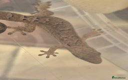 Gecko reptiles for sale: Mourning gecko adults - Advert 3