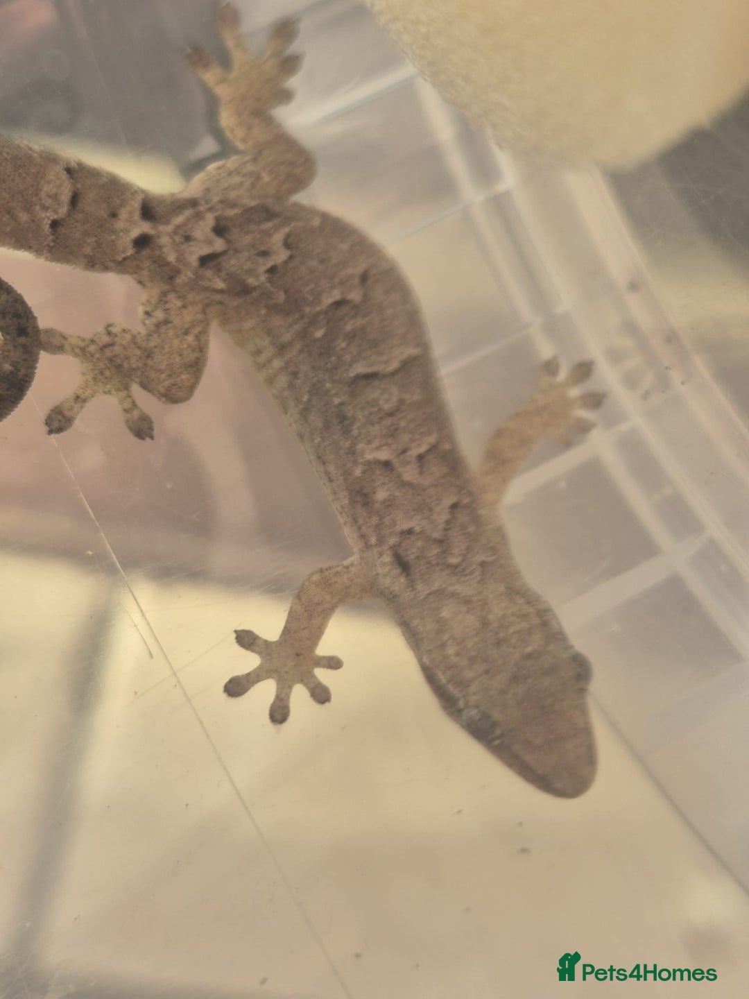 Gecko reptiles for sale: Mourning gecko adults - Advert 3