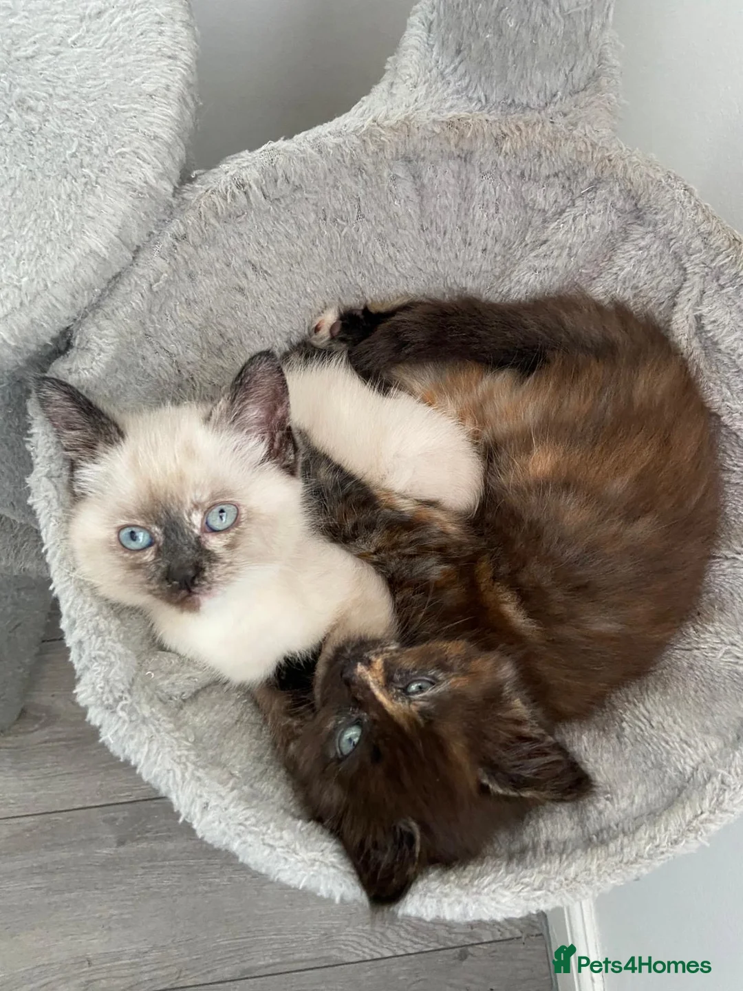 Mixed Breed cats for sale: Half-Ragdoll Kittens for Sale ❤️ - Advert 17