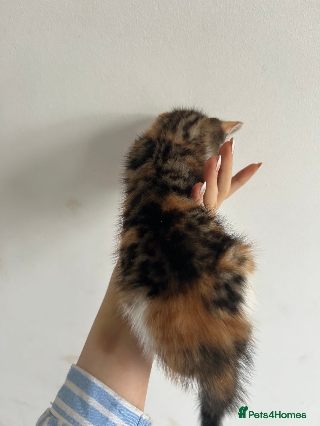 British Shorthair cats for sale: Calico kitten female  - Image 3