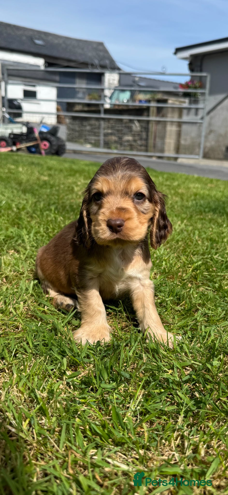 Cocker Spaniel Puppy 2