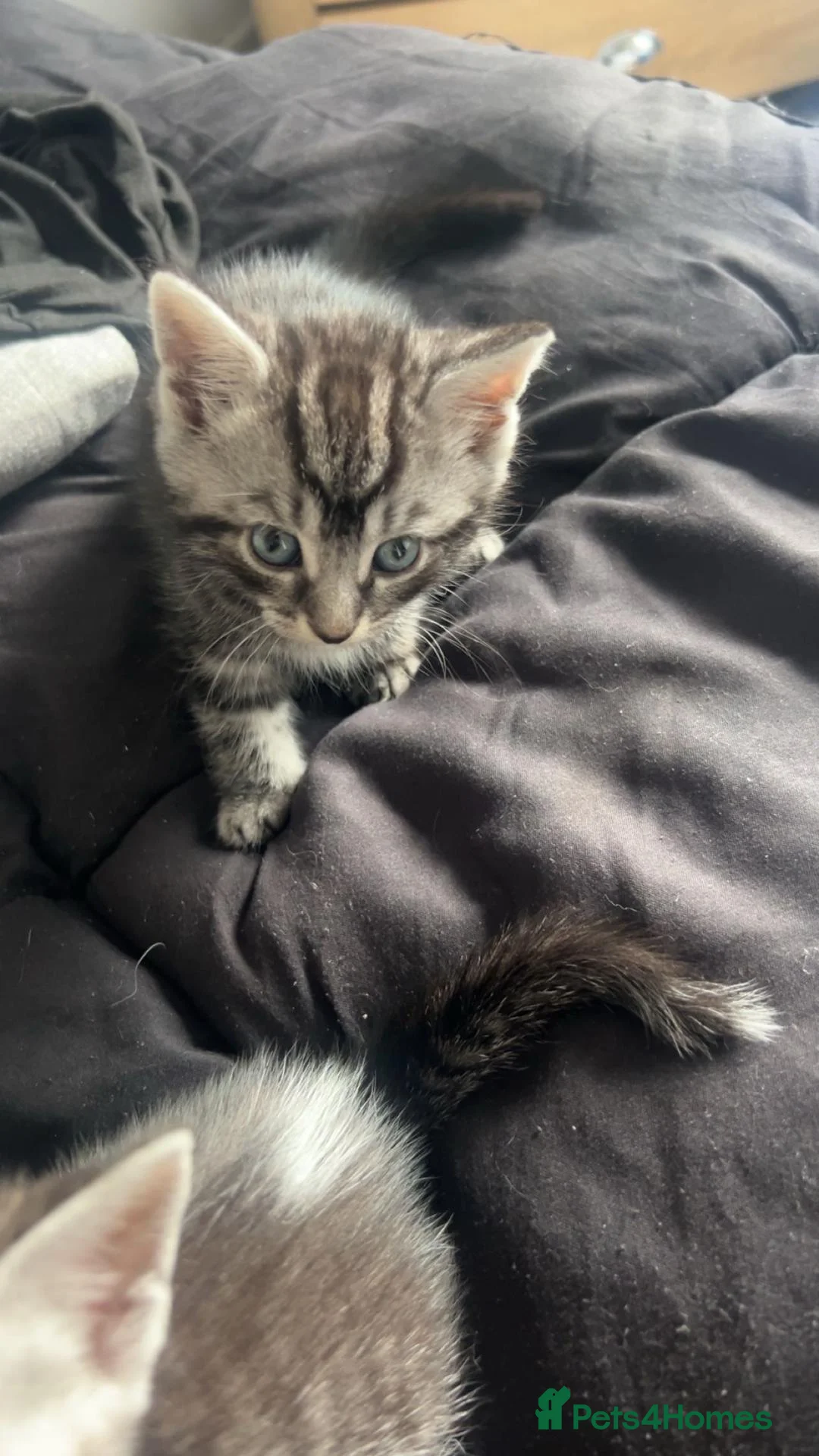 Mixed Breed cats for sale: Kittens for sale in Southampton - Advert 4
