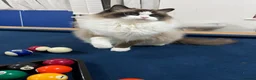 Ragdoll cats for sale: GCCF registered Ragdoll kitten  - Advert 4