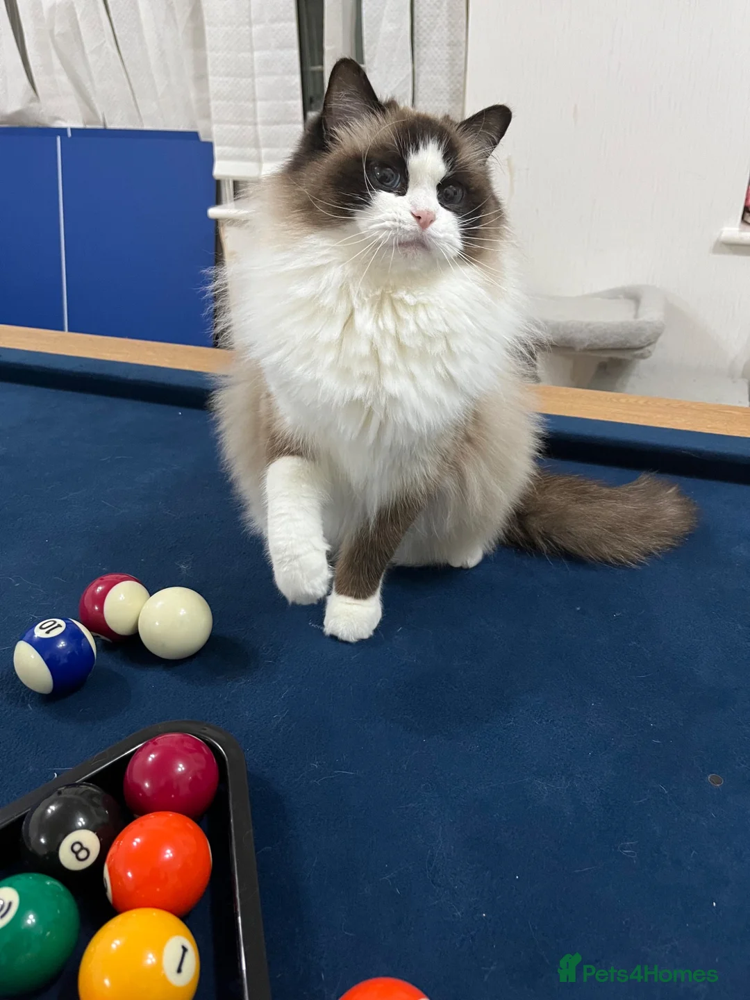 Ragdoll cats for sale: GCCF registered Ragdoll kitten  - Advert 4