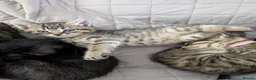 Mixed Breed cats for sale: 3 Gorgeous Tabby Boys available - Advert 1
