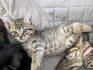 Mixed Breed cats 3 Gorgeous Tabby Boys available - Advert 2