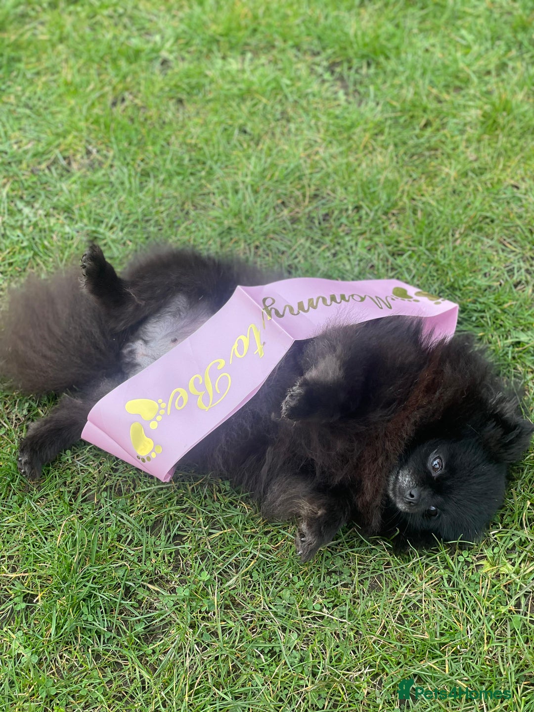 Pomeranian dogs for sale: RARE colour CHAMPION line Pomeranian puppy Pup - Advert 21