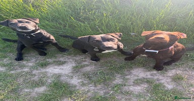 Patterdale Terrier dogs in Potters Bar - Advert 10