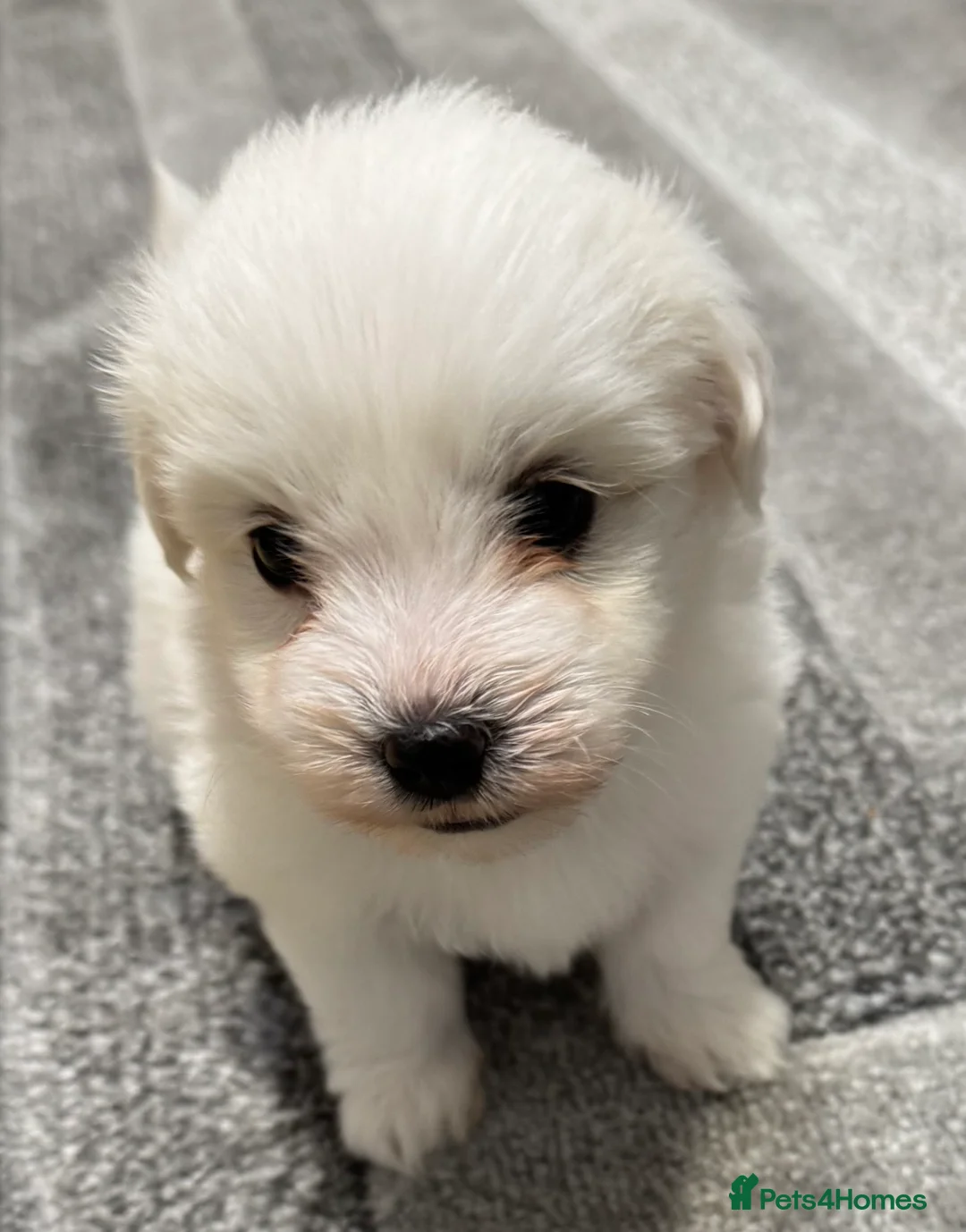 Coton De Tulear dogs for sale: Coton de tulear puppies  - Advert 1
