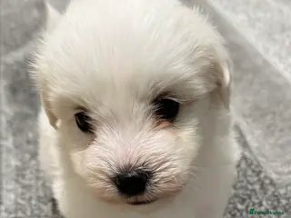 Coton De Tulear dogs Coton de tulear puppies - Advert 1