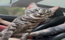 Bengal cats for sale: Well socialised bengal kittens - ready 21/12/25 - Advert 36