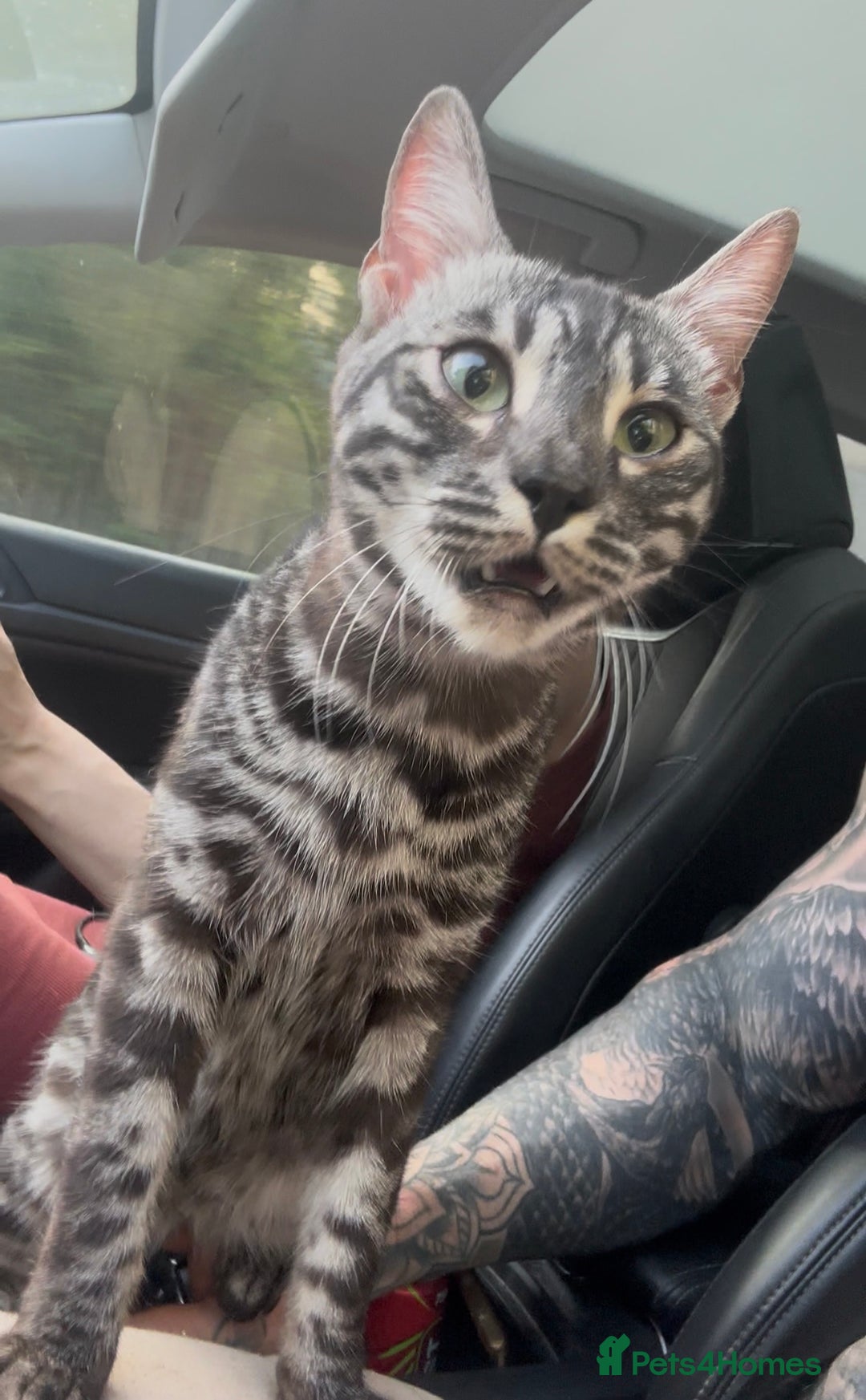 Bengal cats for sale: Well socialised bengal kittens - ready 21/12/25 - Advert 36