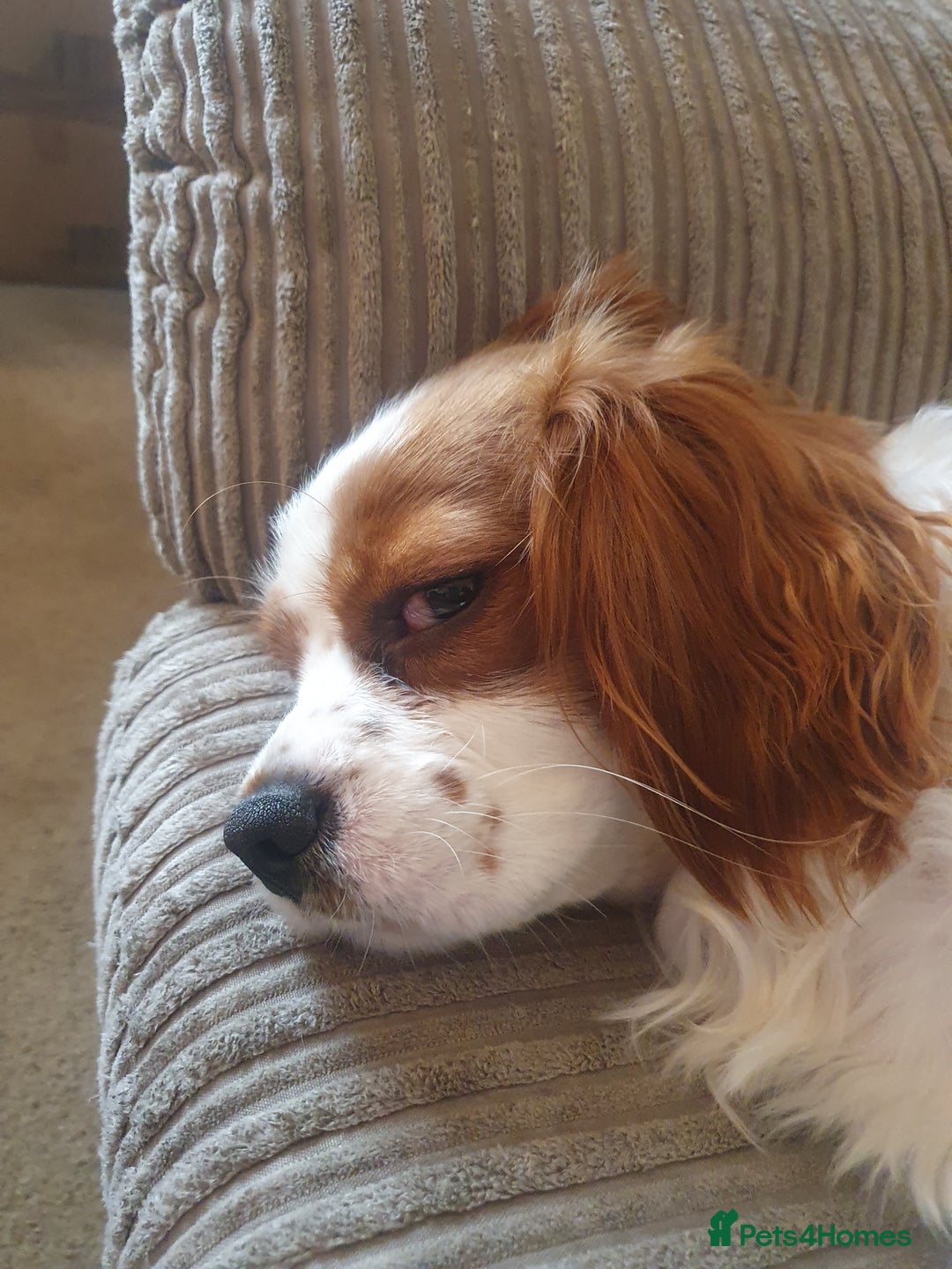 Cavalier King Charles Spaniel dogs for sale: Cavalier King Charles male 2 years old  - Advert 2