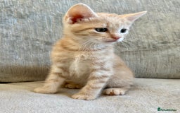 Mixed Breed cats for sale: Beautiful Tabby Kittens For Sale  - Image 7